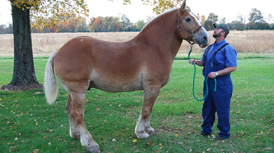 Large Animal | SMALL AND LARGE ANIMAL HOSPITAL IN SESSER IL