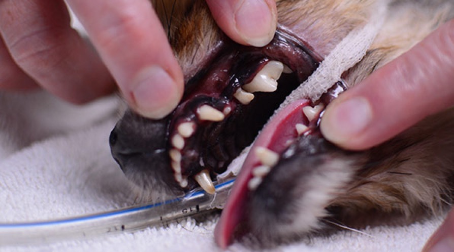 dog-cat-dentals